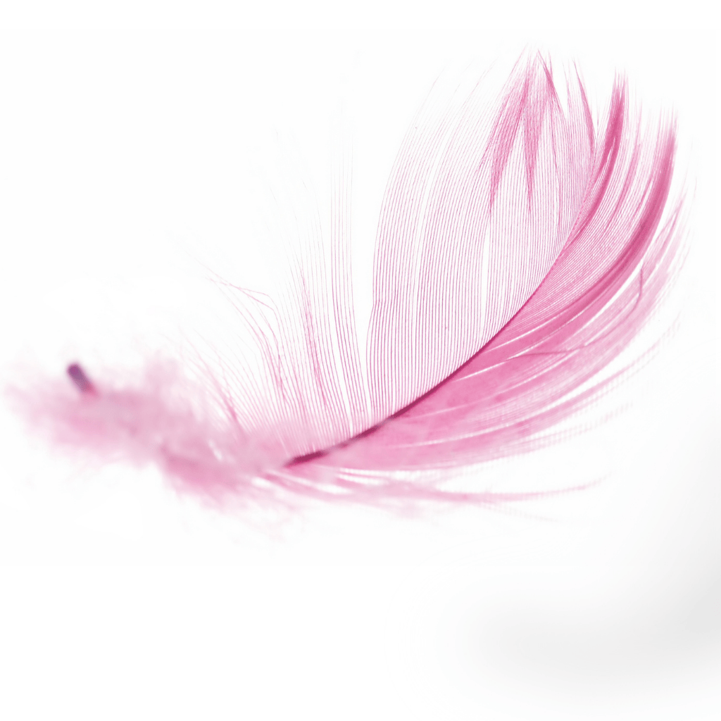 Pink Feather
