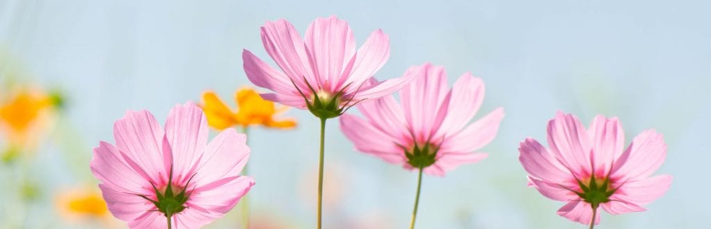 Pink Thin Flowers