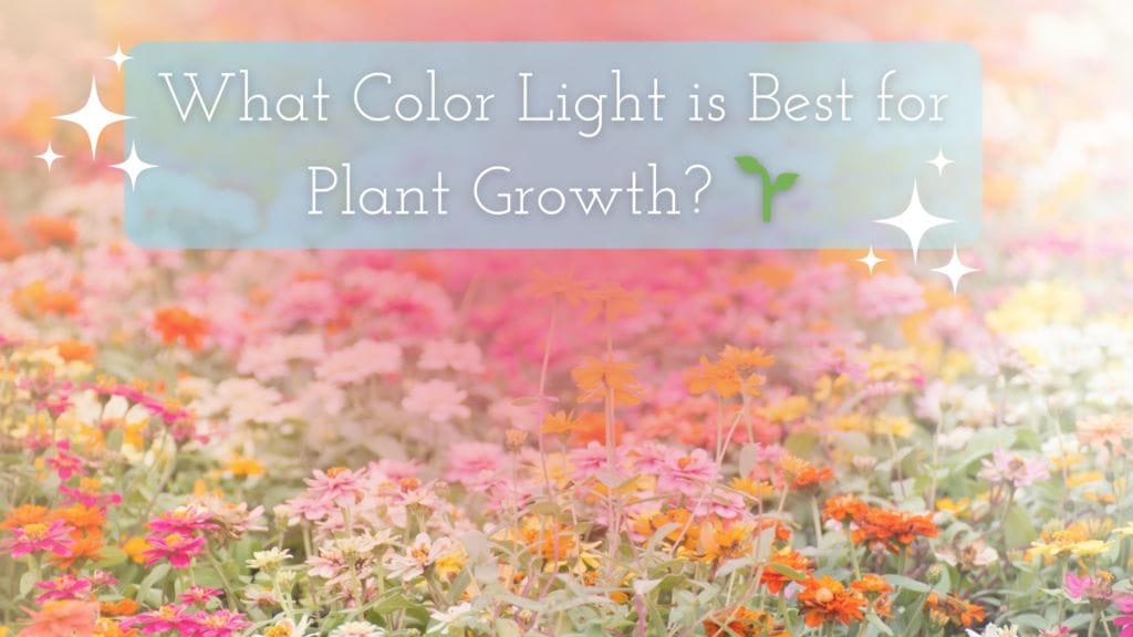 What Color Light is Best for Plant Growth title on a soft-focus floral background