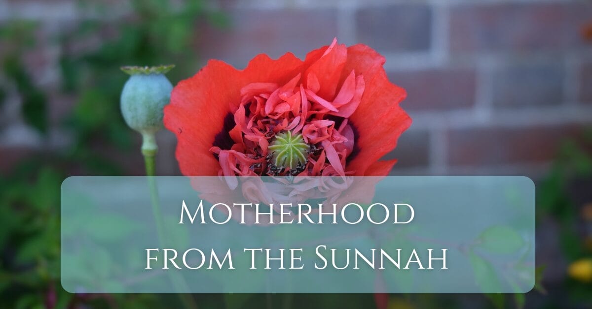 Motherhood from the sunnah title on an image of a red flower, poppy with brick wall background